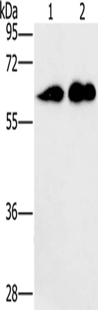 CD27 Polyclonal Antibody - image 1