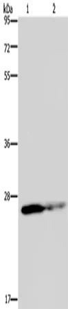 GSTP1 Polyclonal Antibody - image 1