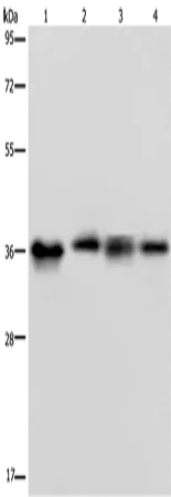 JAM-A Polyclonal Antibody - image 1