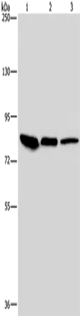 Catenin gamma Polyclonal Antibody - image 1