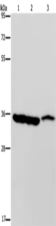 MDH1 Polyclonal Antibody - image 1