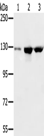 NAT10 Polyclonal Antibody - image 1