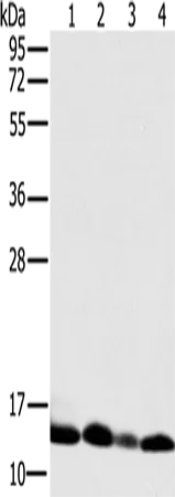 NDUFS5 Polyclonal Antibody - image 1