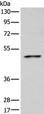 LOX Polyclonal Antibody - image 1
