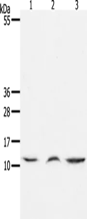 CCL17 Polyclonal Antibody - image 1