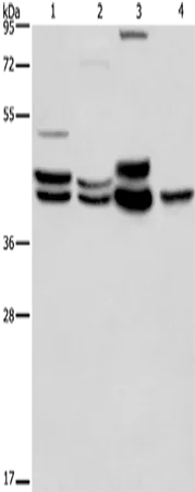 ERK1/2 Polyclonal Antibody - image 1