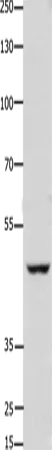 FOXD3 Polyclonal Antibody - image 1