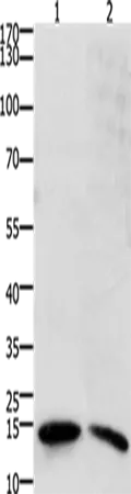 SUMO2/3/4 Polyclonal Antibody - image 1