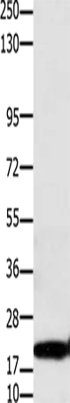 Claudin 1 Polyclonal Antibody - image 1