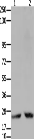 HMGB2 Polyclonal Antibody - image 1