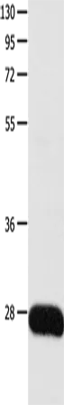 POMC Polyclonal Antibody - image 1