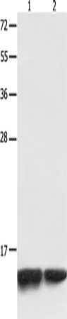 MYL9 Polyclonal Antibody - image 1