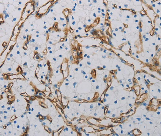 CD31 Polyclonal Antibody - image 1