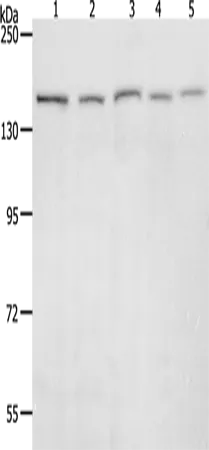 RAD50 Polyclonal Antibody - image 1