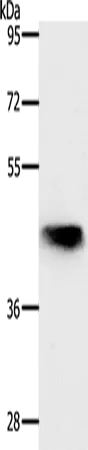 NKX2-1 Polyclonal Antibody - image 1