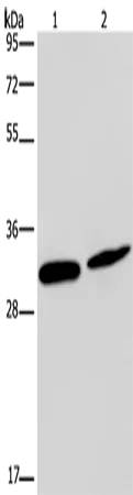 GJB4 Polyclonal Antibody - image 1