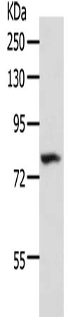 CD10 Polyclonal Antibody - image 1