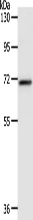SOX-13 Polyclonal Antibody - image 1