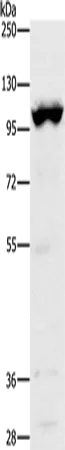 TRPM5 Polyclonal Antibody - image 1