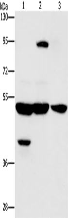 STK4 Polyclonal Antibody - image 1