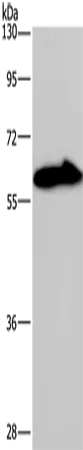 KCNG4 Polyclonal Antibody - image 1