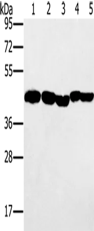 PON1 Polyclonal Antibody - image 1