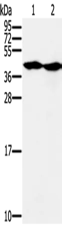 MORF4L1 Polyclonal Antibody - image 1