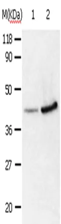 ANXA2 Polyclonal Antibody - image 1