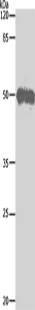 BAG5 Polyclonal Antibody - image 1