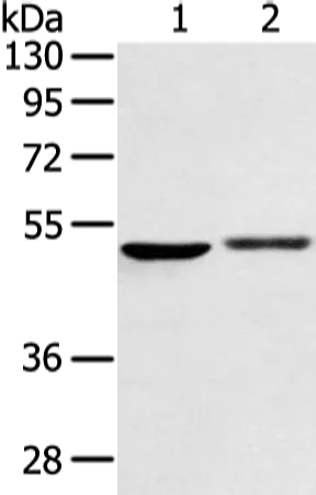 BMP4 Polyclonal Antibody - image 1