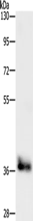 CEBP epsilon Polyclonal Antibody - image 1