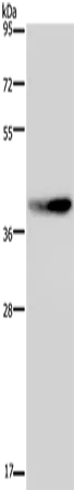 MKP-2 Polyclonal Antibody - image 1