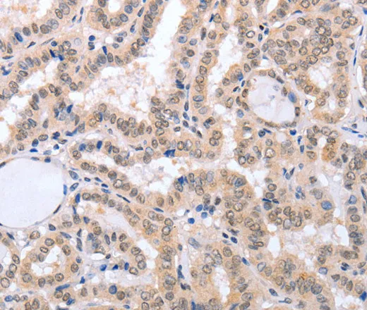 FADD Polyclonal Antibody - image 1