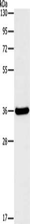 FGL1 Polyclonal Antibody - image 1