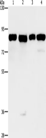 MAD1L1 Polyclonal Antibody - image 1