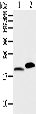 MYL2 Polyclonal Antibody - image 1