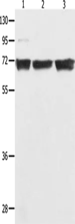 NFκB-p65 Polyclonal Antibody - image 1