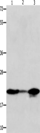 NME1 Polyclonal Antibody - image 1