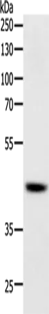 SOX-7 Polyclonal Antibody - image 1