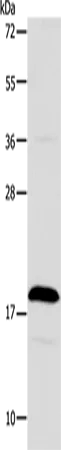 TSLP Polyclonal Antibody - image 1