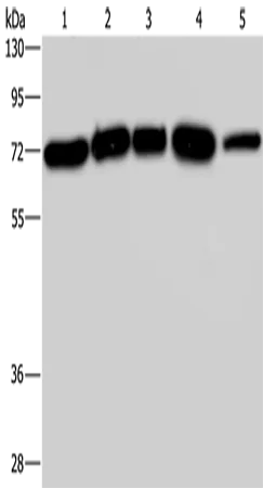 AGFG1 Polyclonal Antibody - image 1