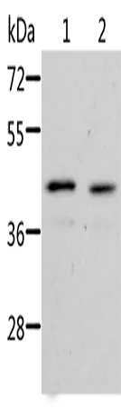 NIF3L1 Polyclonal Antibody - image 1
