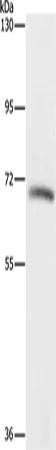 KLC1 Polyclonal Antibody - image 1