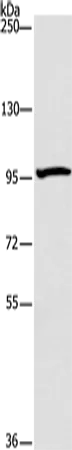ATG9A Polyclonal Antibody - image 1