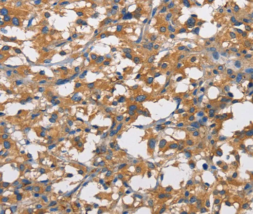 CD73 Polyclonal Antibody - image 1