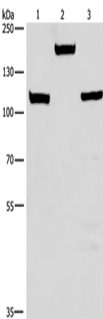 TP53BP2 Polyclonal Antibody - image 1