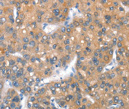 CD238 Polyclonal Antibody - image 1