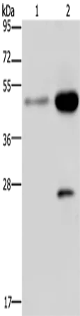 CD160 Polyclonal Antibody - image 1