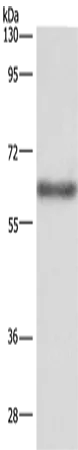 SIGLEC5 Polyclonal Antibody - image 1