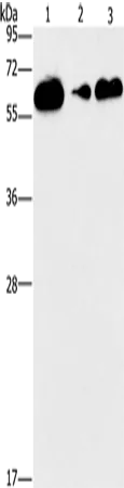 CD27 Polyclonal Antibody - image 1